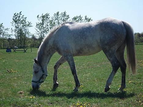 Anden særlig race Irish Delicious(SOLGT) :( billede 1