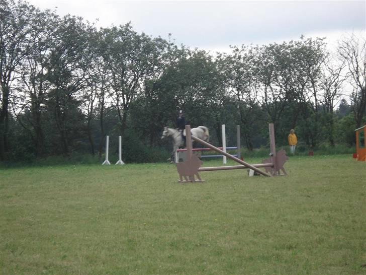 Anden særlig race Irish Delicious(SOLGT) :( billede 2