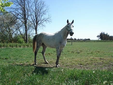 Anden særlig race Irish Delicious(SOLGT) :( billede 3