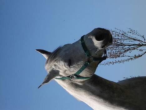 Anden særlig race Irish Delicious(SOLGT) :( billede 4