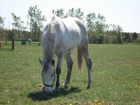 Anden særlig race Irish Delicious(SOLGT) :( billede 5