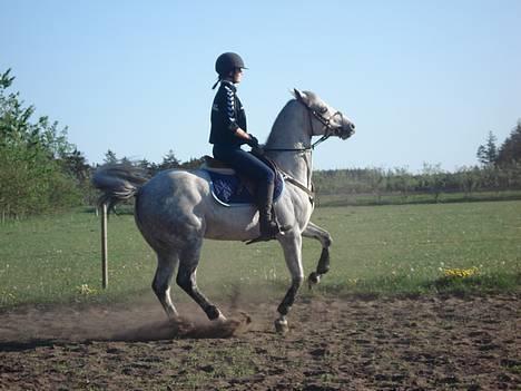 Anden særlig race Irish Delicious(SOLGT) :( - første gang derhjemme billede 6