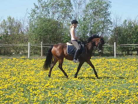 Connemara Cover Girl SOLGT billede 17