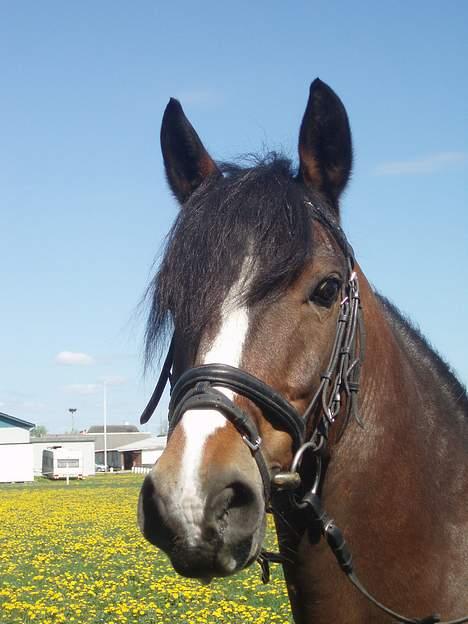 Connemara Cover Girl SOLGT billede 18