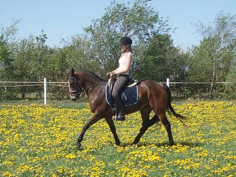 Connemara Cover Girl SOLGT billede 19