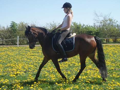 Connemara Cover Girl SOLGT billede 20