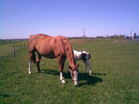 Irish Cob Arwen Irish Aloud - 17 dage gammel.. billede 11