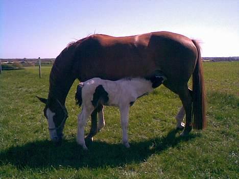 Irish Cob Arwen Irish Aloud - 17 dage gammel.. billede 12