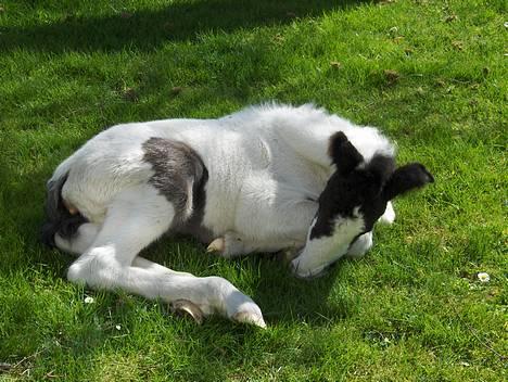 Irish Cob Arwen Irish Aloud - Søde søde søde søSøde søde søde søde søde Søde søde søde søde søde Søde søde søde søde søde Søde søde søde søde sødeSøde søde søde søde søde Søde søde søde søde sødede søde Søde søde søde søde søde Søde søde søde søde søde ARWEN billede 13