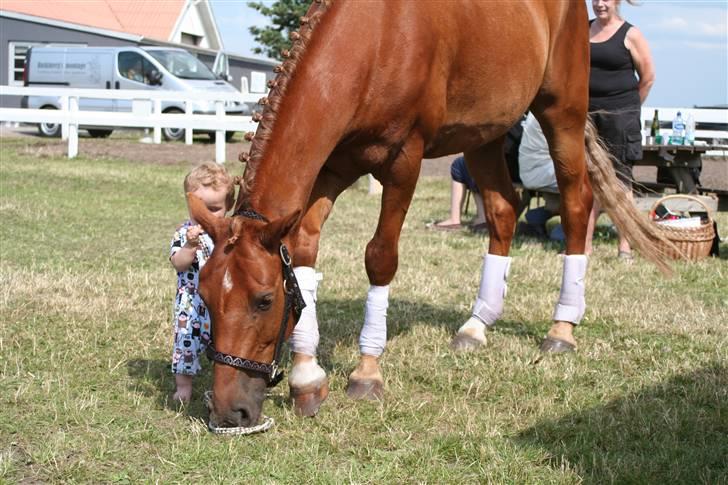 Hollandsk Sportspony Frans! Solgt - det ´ daaaarli´ billede 2