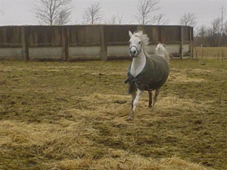 Anden særlig race Mon Cherie - 13/3 10. Fuld galop! billede 10