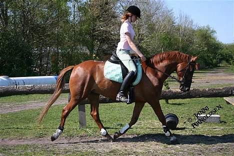 Hollandsk Sportspony Frans! Solgt - skønt billede det her :) min første ridetur på frans. billede 5