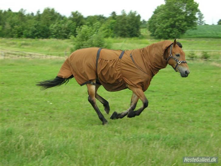 New Forest Fafner K<3 SOLGT. - En lille løbetur!! Sommer 2007. Foto: Mathildekn billede 11