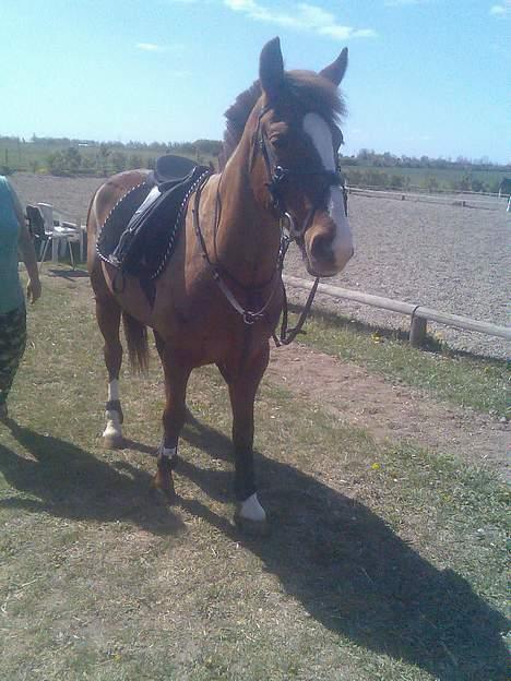 New Forest hunter<33 - inden stævnet den 29/4 2007 billede 16