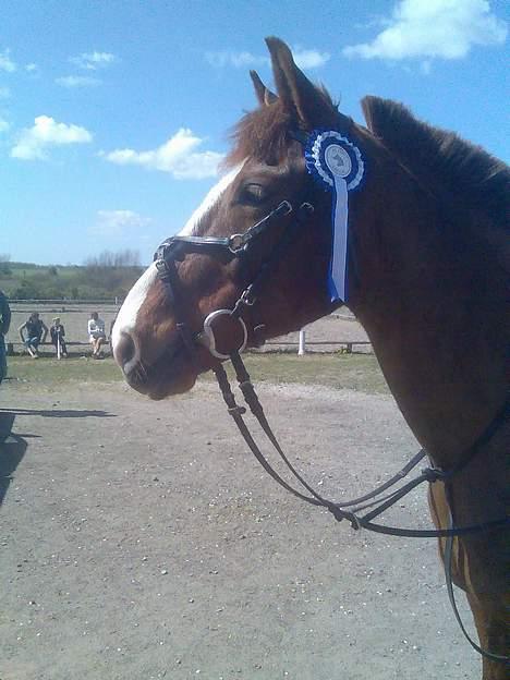 New Forest hunter<33 - hunter rigtig glad for sin anden plads til klubmesterskabt den 29/4 2007 billede 18