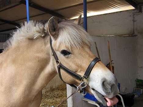 Fjordhest musse  SOLGT :'( - harhh ha rækker li tunge... foto: madiie <3 billede 17