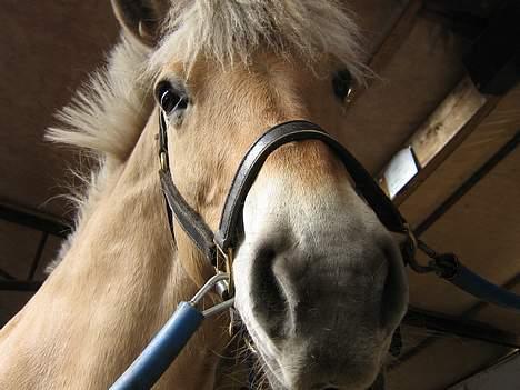 Fjordhest musse  SOLGT :'( - muller nedefra... <3 foto: madiie <3 billede 19