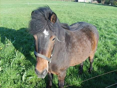 Anden særlig race Bjørn (Solgt) - *NYT*Han er lige kommer  ud på marken igen billede 11