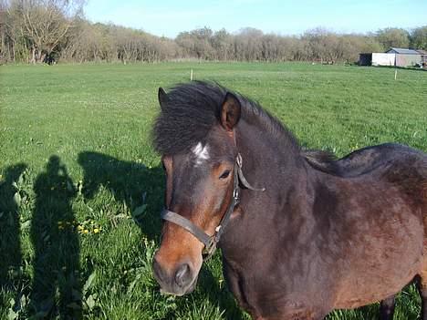 Anden særlig race Bjørn (Solgt) - Se ham lige billede 12