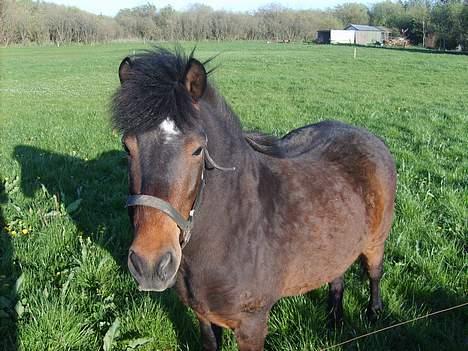 Anden særlig race Bjørn (Solgt) - Han har godt af at være ude. billede 13