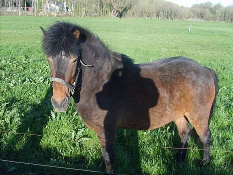 Anden særlig race Bjørn (Solgt) - Her ser han noget sej ud billede 14