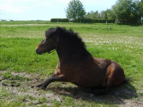Anden særlig race Bjørn (Solgt) - Nyt Nyt. Op igen billede 15