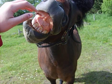 Anden særlig race Bjørn (Solgt) - Nyt Nyt. Smilie øvelse billede 16