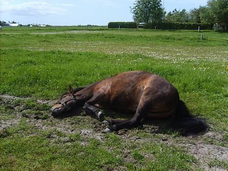 Anden særlig race Bjørn (Solgt) - Nyt Nyt. Ligger lige og slapper af billede 17