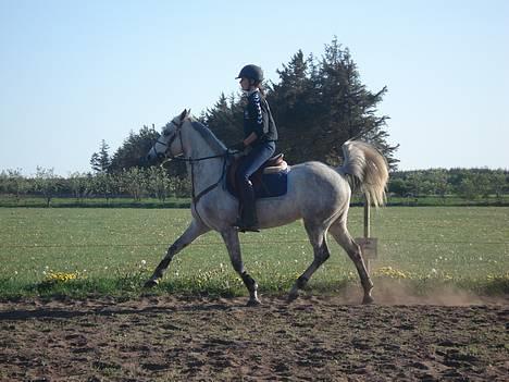 Anden særlig race Irish Delicious(SOLGT) :( - første gang derhjemme billede 7