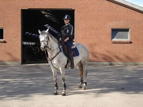 Anden særlig race Irish Delicious(SOLGT) :( billede 8