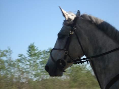 Anden særlig race Irish Delicious(SOLGT) :( billede 9