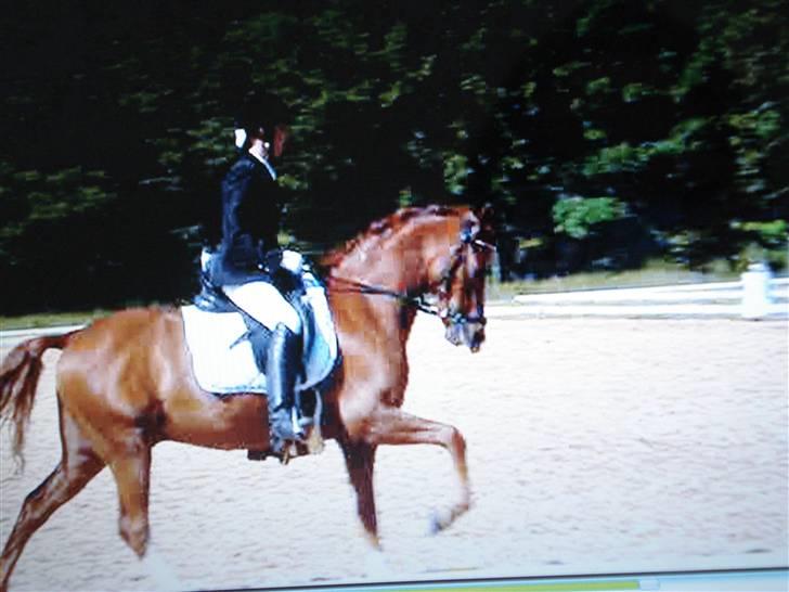 Welsh Pony (sec B) Lykkes chester<33 - kontra galop :D billede 9