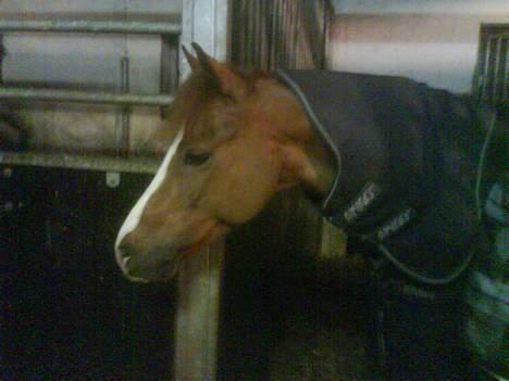 Welsh Pony (sec B) Lykkes chester<33 - årh er der mad ? d: billede 10