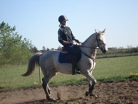 Anden særlig race Irish Delicious(SOLGT) :( billede 10