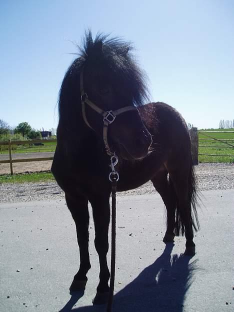 Shetlænder Stella (Død) - Lille Stella <3 billede 1