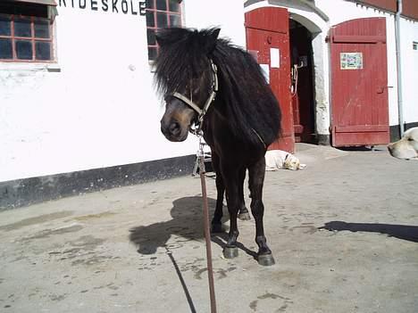 Shetlænder Stella (Død) - Lille Stella <3 billede 2