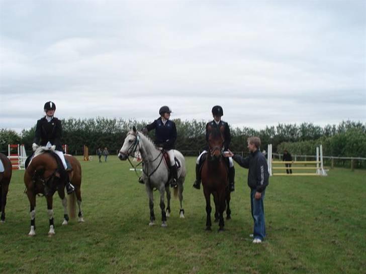 Anden særlig race Irish Delicious(SOLGT) :( billede 11