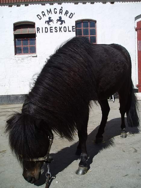 Shetlænder Stella (Død) - Lille Stella <3 billede 4