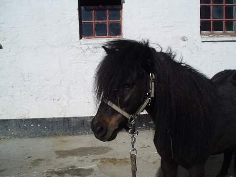 Shetlænder Stella (Død) - Lille Stella <3 billede 5