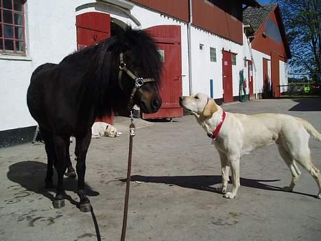Shetlænder Stella (Død) - Stella & en af gårdens 2 hunde: Frida billede 6
