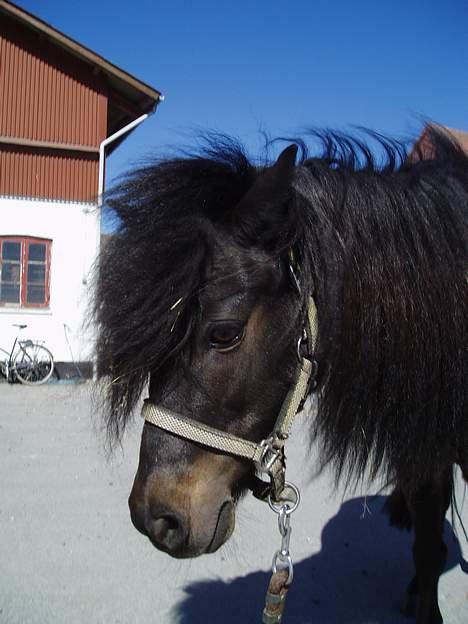 Shetlænder Stella (Død) - Lille Stella <3 billede 7