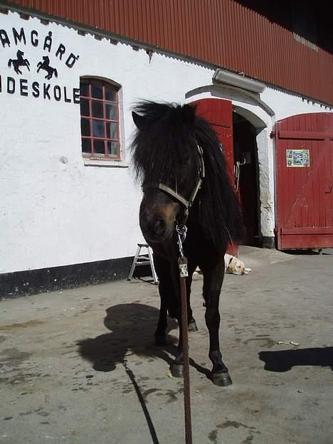 Shetlænder Stella (Død) - Lille Stella <3 billede 8