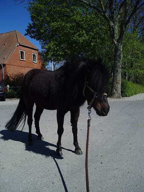 Shetlænder Stella (Død) - Lille Stella <3 billede 9