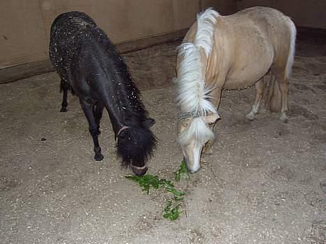 Shetlænder Stella (Død) - Stella og Flovmand :)  billede 10