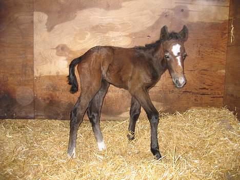 Connemara Bøgely Moonlight billede 2