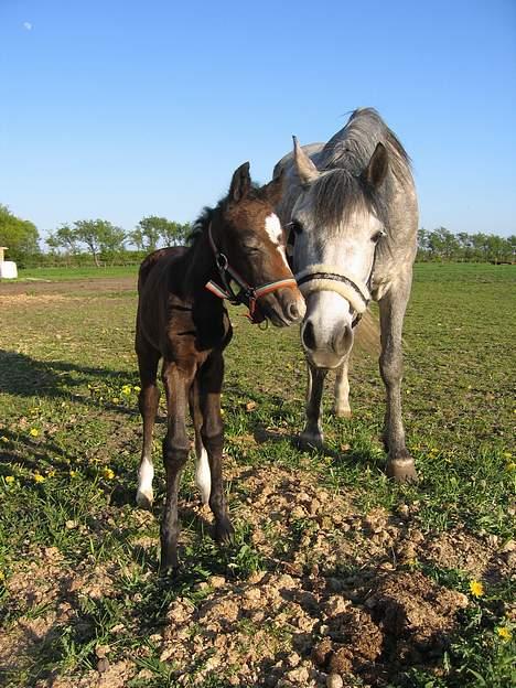 Connemara Bøgely Moonlight billede 5