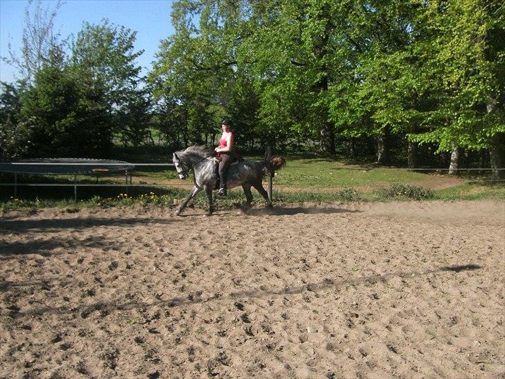 Connemara Bøgely Moonlight billede 7