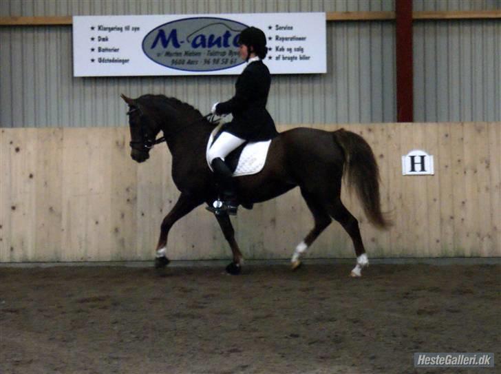 Anden særlig race SILKE - Første stævne i to år. Aars d. 21/3-09 - foto: Nanna Krüger. billede 6