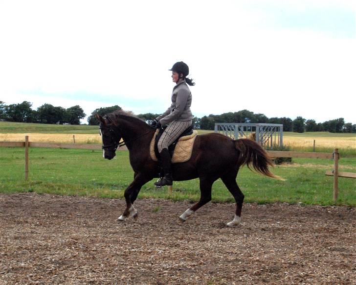 Anden særlig race SILKE - Silke og jeg i galop, 2. gang efter folingen 27/6.   - foto: maria. billede 8