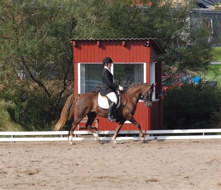 Anden særlig race SILKE - Nibe Cup 2009   - foto: Nanna Krüger. billede 9